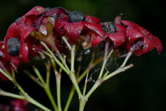 Clerodendrum longiflorum glabrum