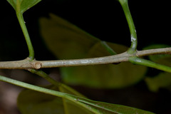 Clerodendrum longiflorum glabrum