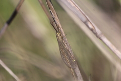 Brachynemurus