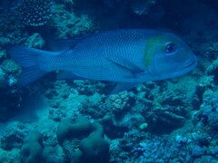 Monotaxis grandoculis