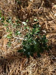 Ilex