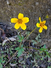 Bidens ostruthioides