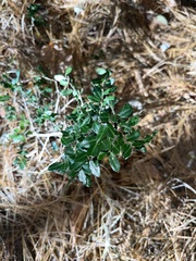 Ilex