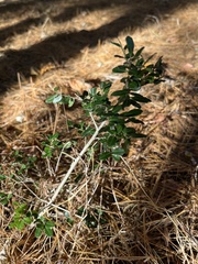 Ilex