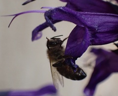Apis mellifera