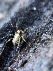 Megabunus diadema