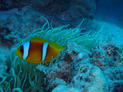 Amphiprion bicinctus