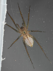 Pardosa littoralis