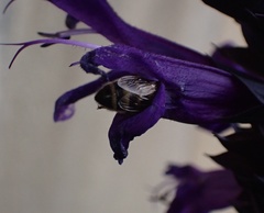 Apis mellifera