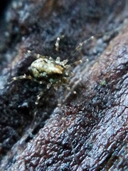 Megabunus diadema