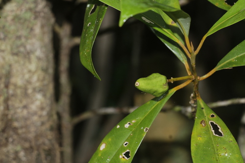 Cryptocarya oubatchensis observed 2022-04-25