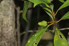 Cryptocarya oubatchensis