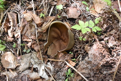 Helvella acetabulum