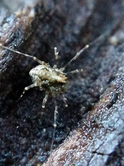 Megabunus diadema