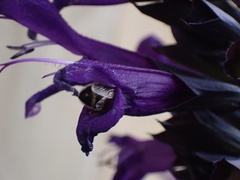 Apis mellifera