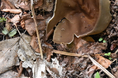 Helvella acetabulum