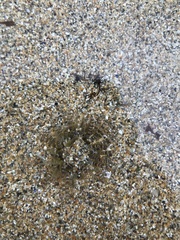 Aulactinia verrucosa