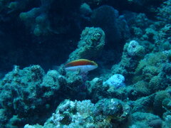 Paracirrhites forsteri