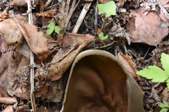 Helvella acetabulum