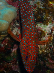 Cephalopholis miniata