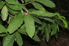 Cryptocarya barrabeae