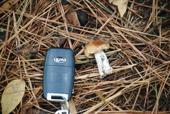 Cortinarius mucosus
