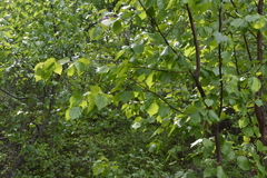 Betula occidentalis