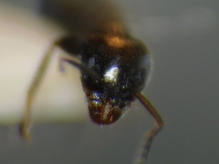 Tapinoma simrothi
