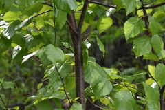 Betula occidentalis