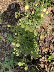 Calceolaria tripartita