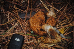 Cortinarius mucosus