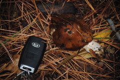 Cortinarius mucosus