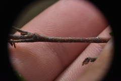 Betula occidentalis