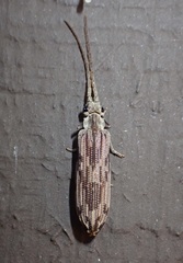 Tenomerga cinerea