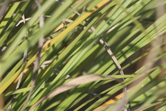 Muhlenbergia rigens