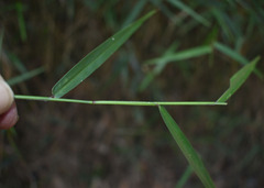Ottochloa nodosa