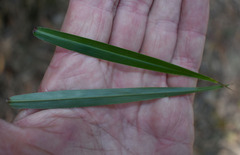 Ottochloa nodosa