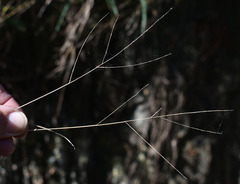 Ottochloa nodosa