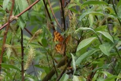 Polygonia