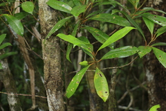 Cryptocarya oubatchensis