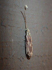 Tenomerga cinerea