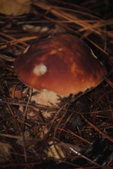 Cortinarius mucosus