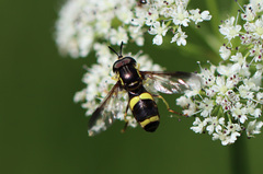 Chrysotoxum bicinctum
