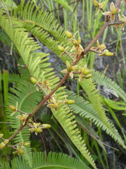 Nepenthes tobaica