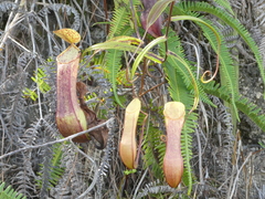 Nepenthes tobaica