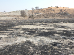 Aristida adscensionis