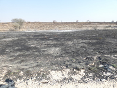 Enneapogon desvauxii