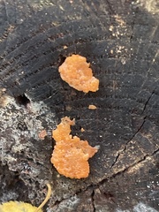 Sphaerosporium lignatile