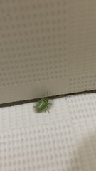 Piezodorus guildinii