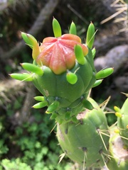 Austrocylindropuntia subulata